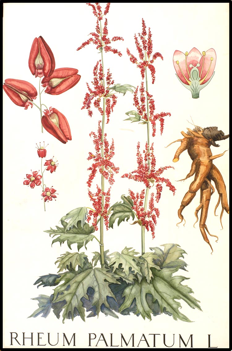 Rheum palmatum L. - kínai rebarbara